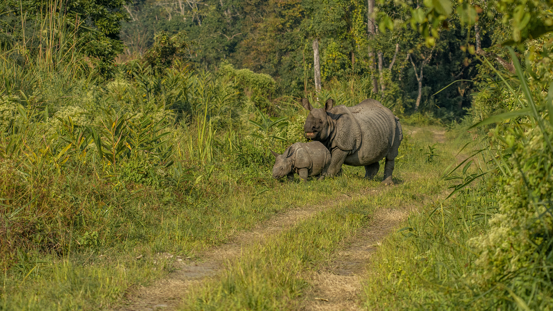 Marvel at the beauty of the Indian one-horned rhino and her precious calf at Orang National Park, Assam.